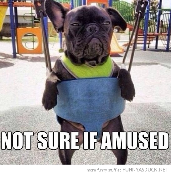 funny-pictures-dog-swing-fry-meme-not-sure-if-amused.jpg