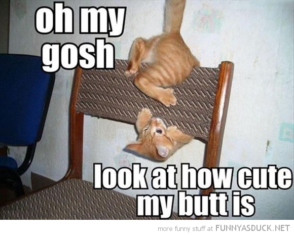 funny-pictures-oh-my-gosh-cute-butt-cat-