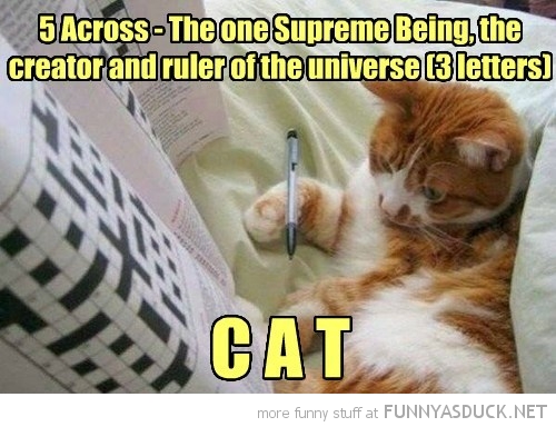 funny-pictures-cat-doing-crossword.jpg