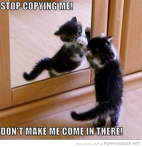 funny-pictures-cat-kitten-mirror-stop-co