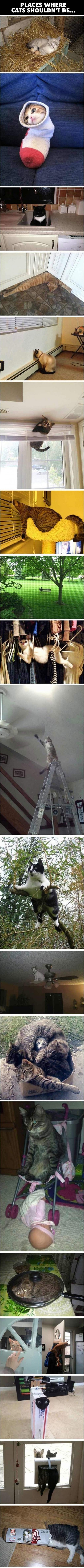 funny-pictures-cats-in-places-they-shoul