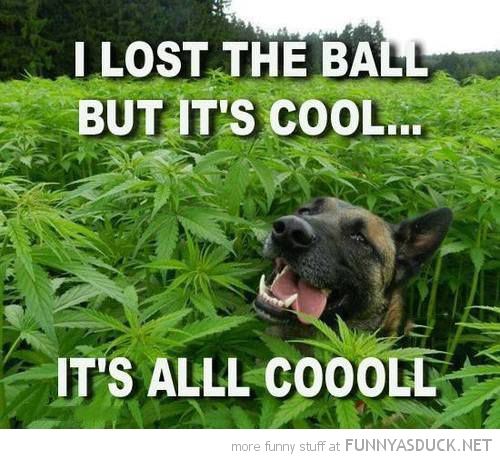 funny-pictures-dog-lost-ball-marijuana-g