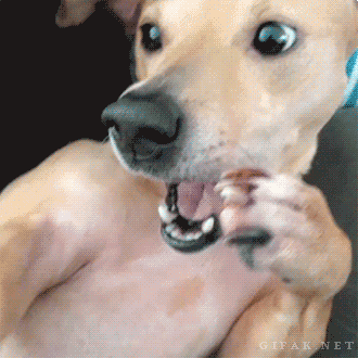 funny-pictures-sneezing-dog-animated-gif.gif