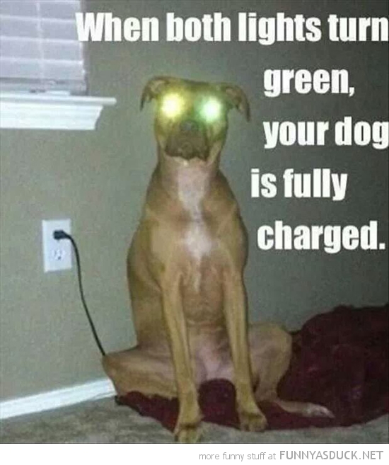 funny-pictures-dig-is-fully-charged-laser-eyes.jpg