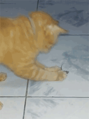 funny-pictures-mouse-playing-dead-cat-animated-gif.gif