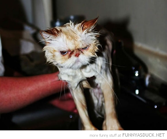 funny pics pictures pic picture image photo images photos lol humor