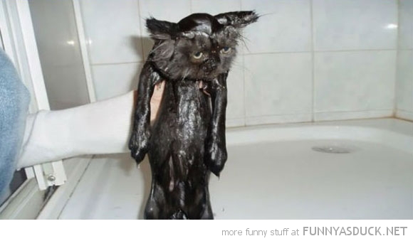 funny pics pictures pic picture image photo images photos lol humor