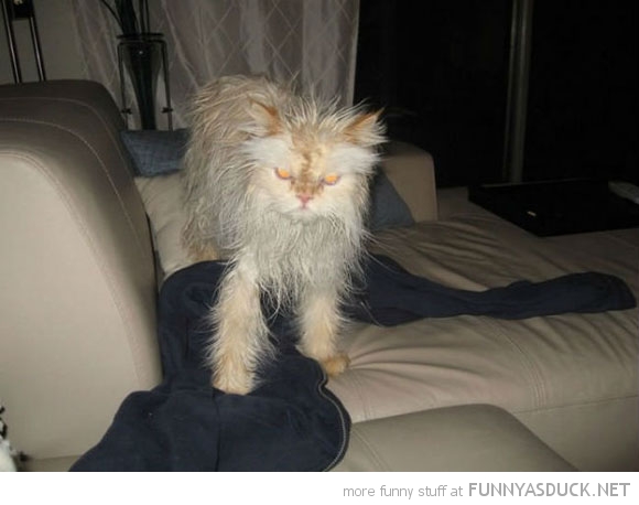 funny pics pictures pic picture image photo images photos lol humor