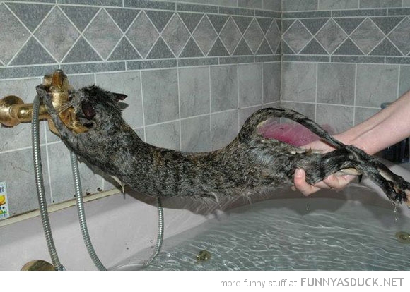 funny pics pictures pic picture image photo images photos lol humor