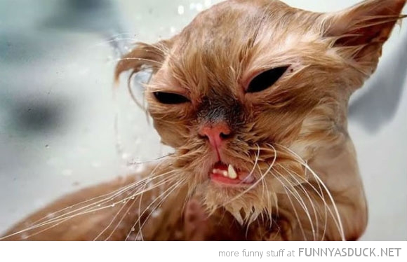 funny pics pictures pic picture image photo images photos lol humor