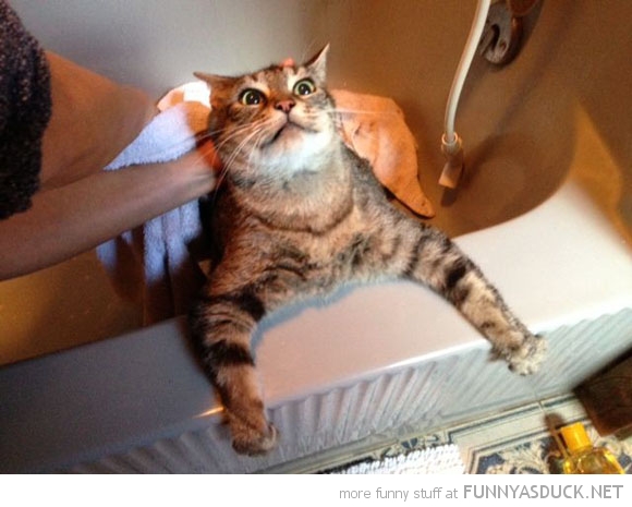 funny pics pictures pic picture image photo images photos lol humor
