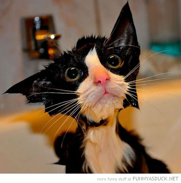 funny pics pictures pic picture image photo images photos lol humor