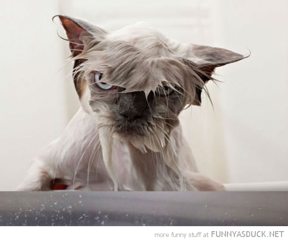funny pics pictures pic picture image photo images photos lol humor