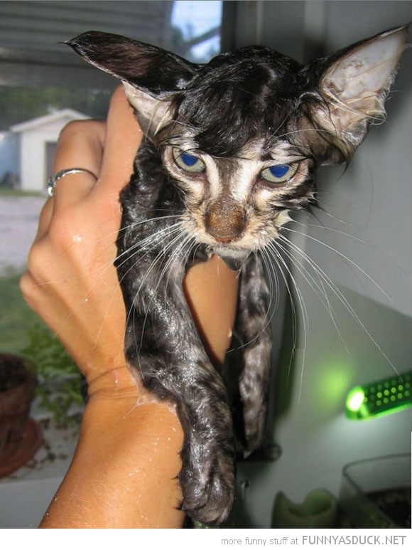 funny pics pictures pic picture image photo images photos lol humor