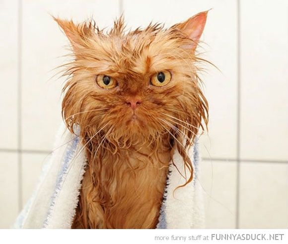 funny pics pictures pic picture image photo images photos lol humor