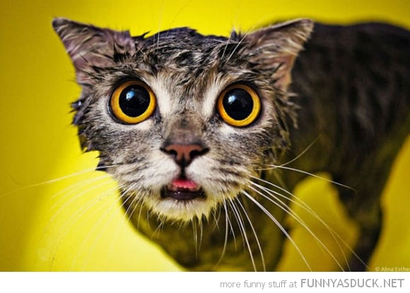 funny pics pictures pic picture image photo images photos lol humor