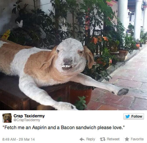 funny pics pictures pic picture image photo images photos lol humor
