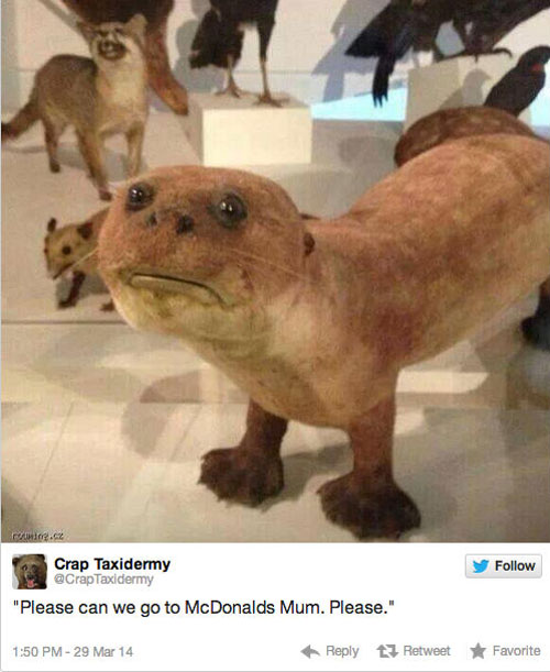 funny pics pictures pic picture image photo images photos lol humor