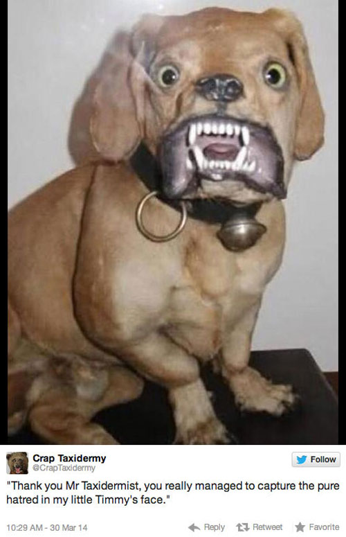 funny pics pictures pic picture image photo images photos lol humor