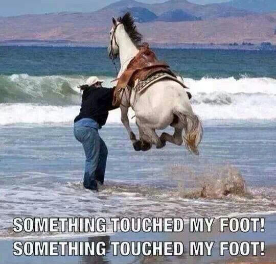[Image: funny-pictures-something-touched-my-foot-horse.jpg]