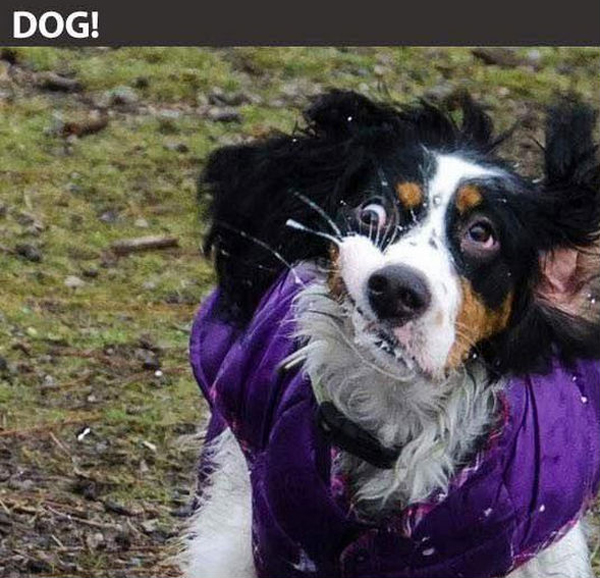 funny pics pictures pic picture image photo images photos lol humor