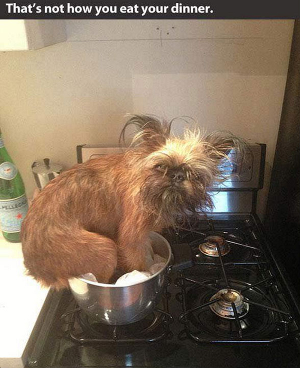 funny pics pictures pic picture image photo images photos lol humor