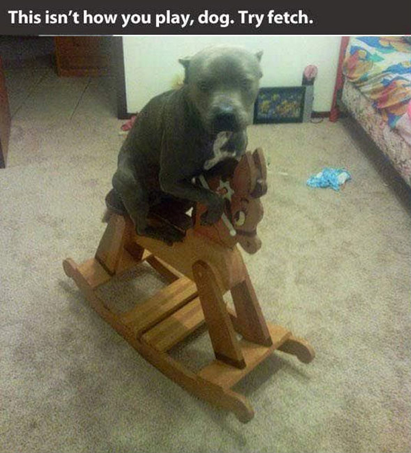 funny pics pictures pic picture image photo images photos lol humor