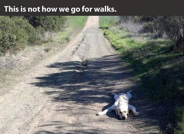 funny pics pictures pic picture image photo images photos lol humor