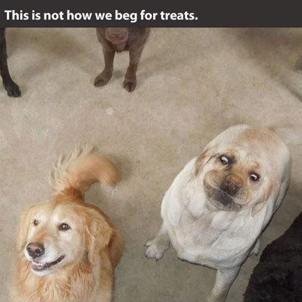 funny pics pictures pic picture image photo images photos lol humor