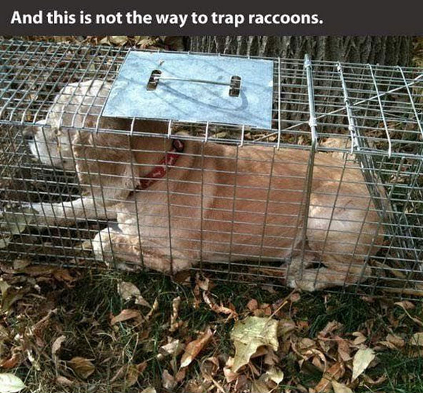 funny pics pictures pic picture image photo images photos lol humor