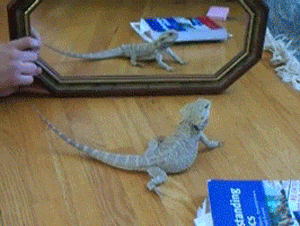 funny-pictures-lizard-attacking-mirror-u