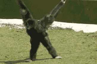 funny-pictures-monkey-running-for-seat-animated-gif.gif