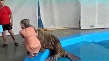 funny-pictures-walrus-slap-girls-butt-animated-gif.gif