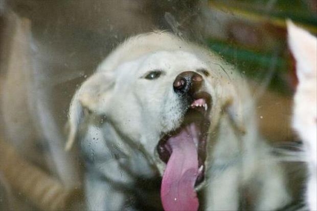 funny pics pictures pic picture image photo images photos lol humor