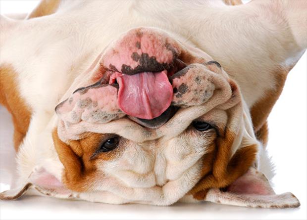 funny pics pictures pic picture image photo images photos lol humor