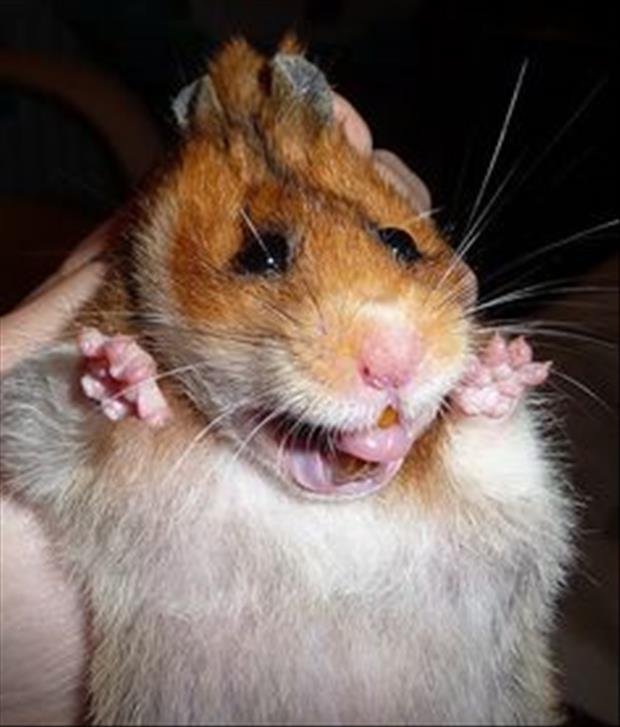 funny pics pictures pic picture image photo images photos lol humor