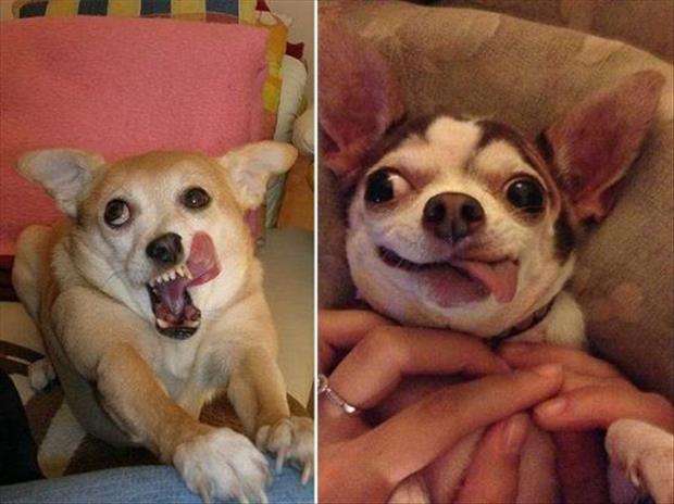 funny pics pictures pic picture image photo images photos lol humor