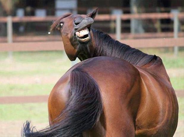 funny pics pictures pic picture image photo images photos lol humor