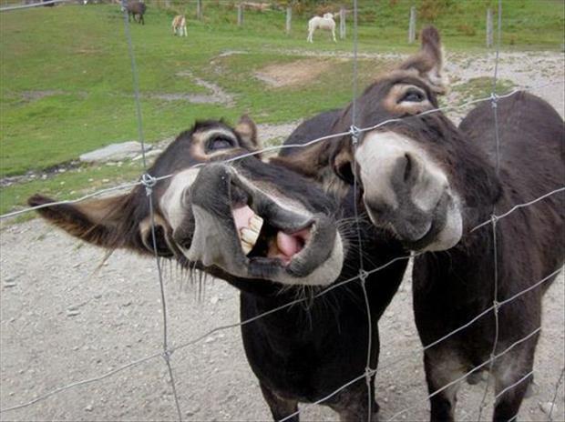 funny pics pictures pic picture image photo images photos lol humor