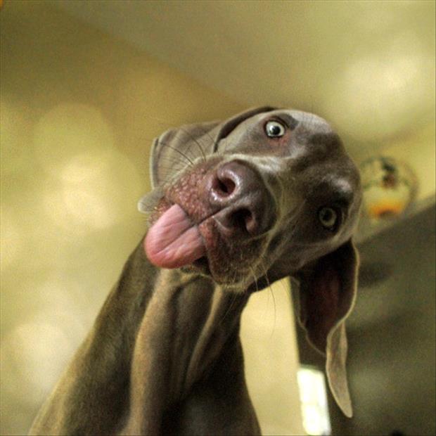 funny pics pictures pic picture image photo images photos lol humor
