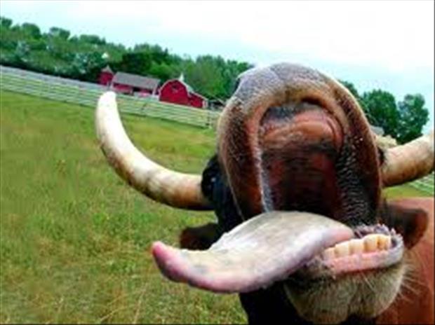 funny pics pictures pic picture image photo images photos lol humor