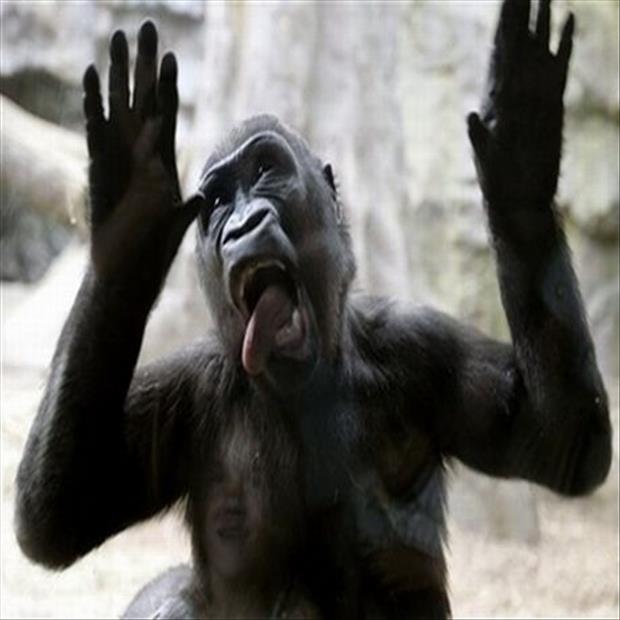 funny pics pictures pic picture image photo images photos lol humor