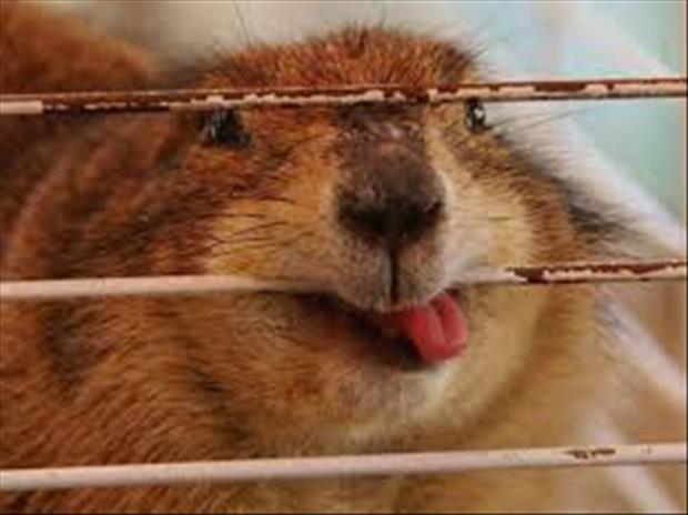 funny pics pictures pic picture image photo images photos lol humor
