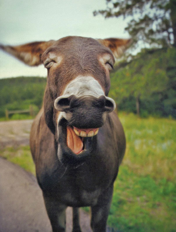 funny pics pictures pic picture image photo images photos lol humor