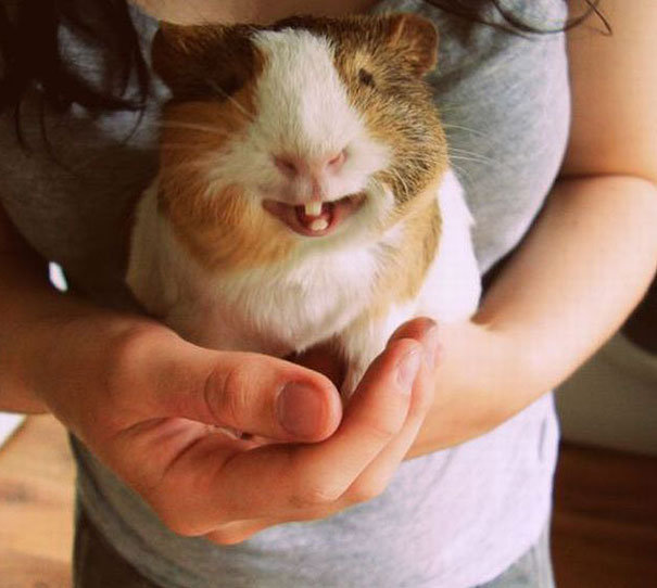 funny pics pictures pic picture image photo images photos lol humor