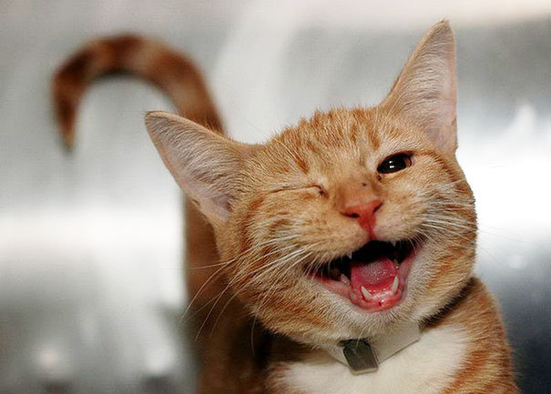 funny pics pictures pic picture image photo images photos lol humor