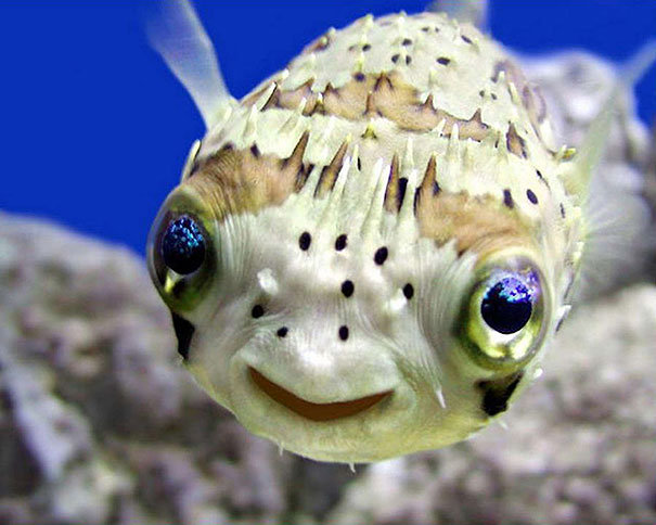 funny pics pictures pic picture image photo images photos lol humor