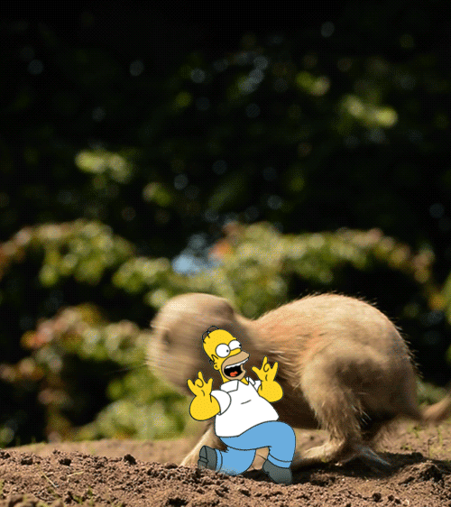 funny-pictures-homer-simpson-running-rou