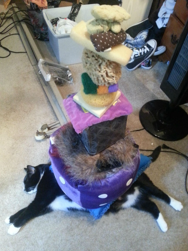 funny pics pictures pic picture image photo images photos lol humor