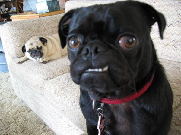 funny pics pictures pic picture image photo images photos lol humor